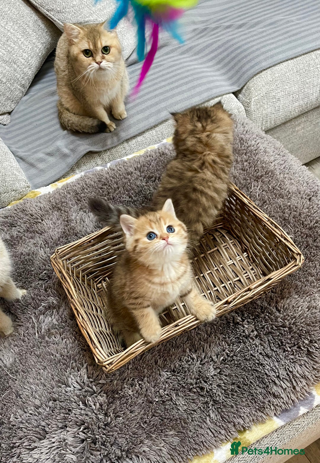British Shorthair cats for sale: Lovely Golden BSh/BLh kittens/ 2 girls/ 💝 - Image 6