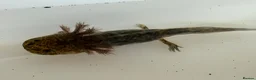 Axolotl reptiles for sale: Axolotl - Advert 37