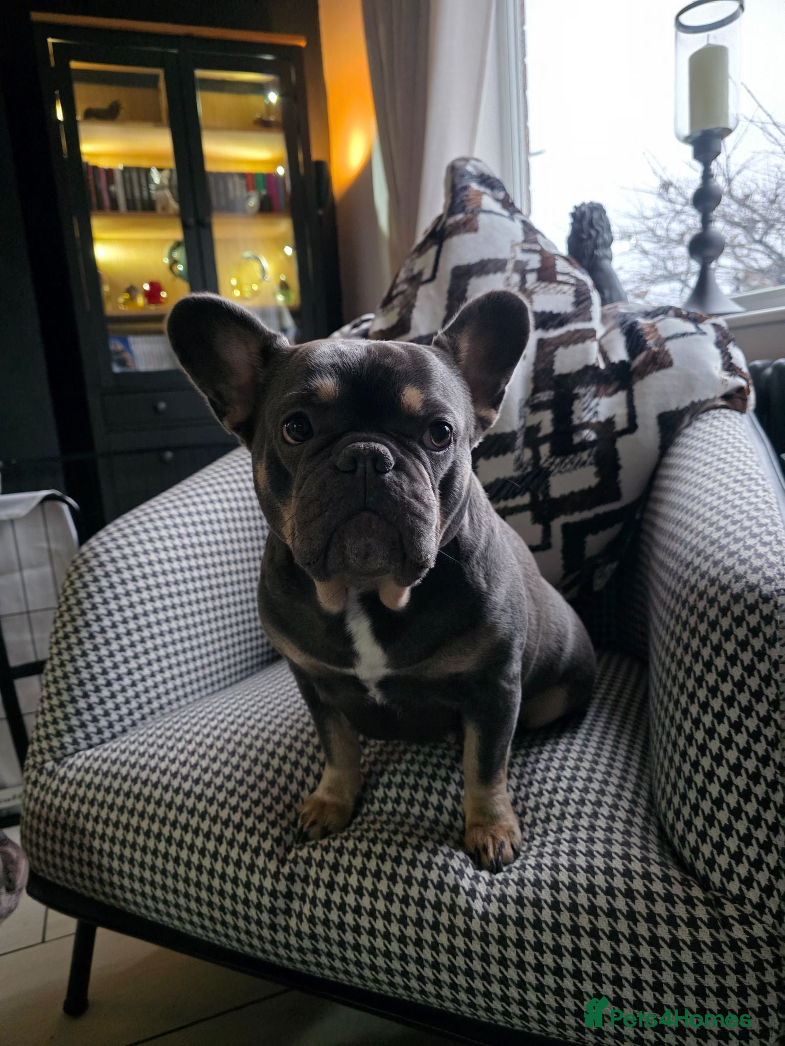 French Bulldog dogs Beautiful Frenchie Puppies  - Advert 2