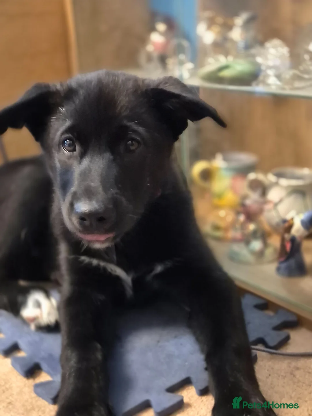 Mixed Breed dogs for sale: Toe'beans (toby). - Advert 1