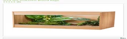 Python Snake reptiles for sale: Yellow belly ball python   - Advert 6