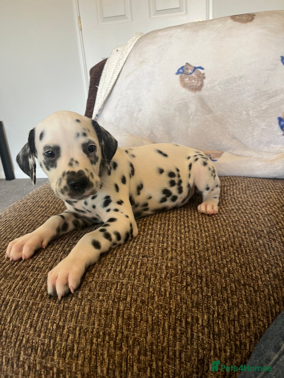 Dalmatian dogs for sale: Gorgeous Dalmatian Puppies - Image 12