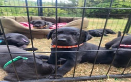 Labrador Retriever dogs for sale: Kc labrador puppies in Much Wenlock - Image 9