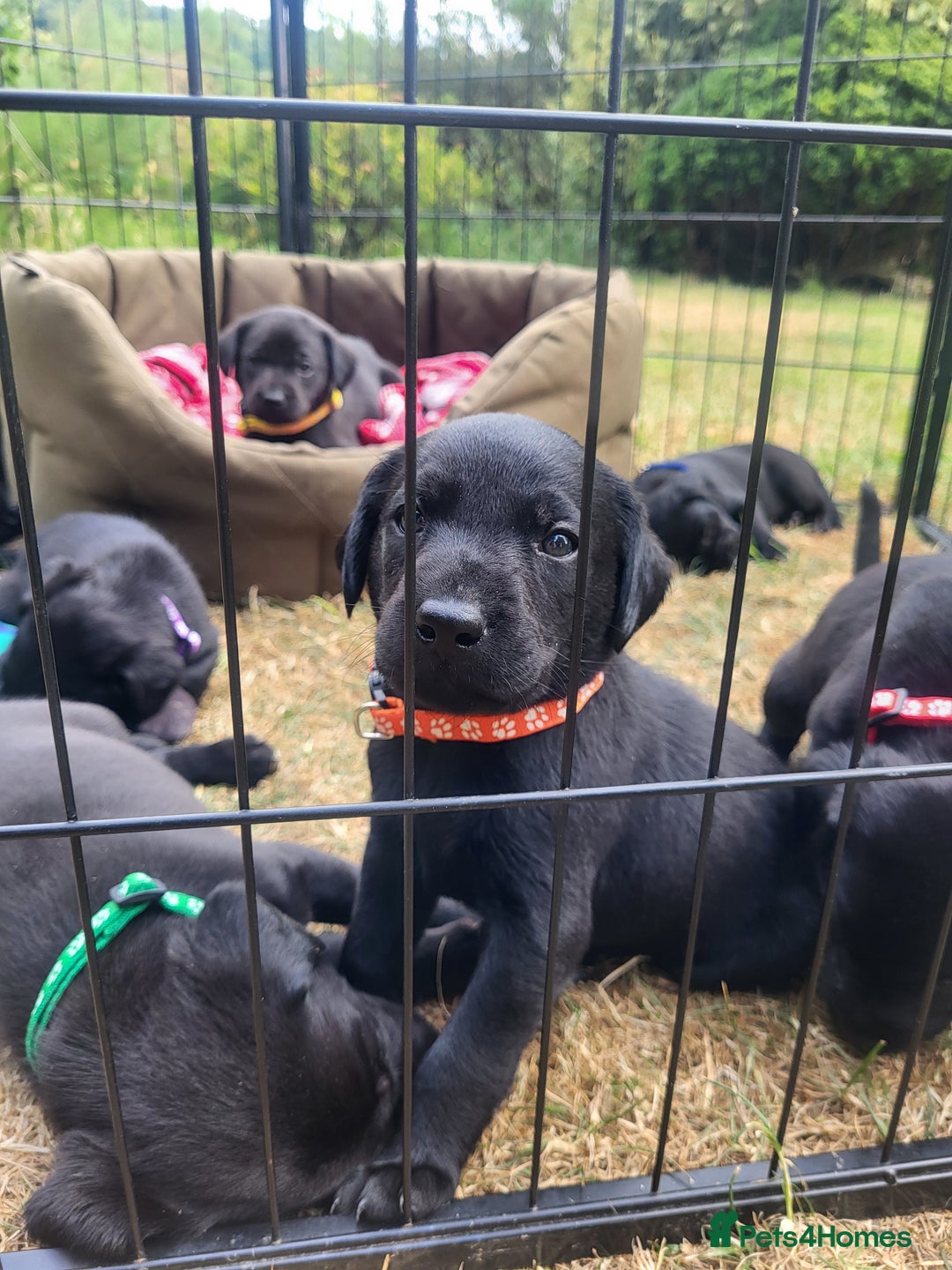 Labrador Retriever dogs for sale: Kc labrador puppies in Much Wenlock - Image 9