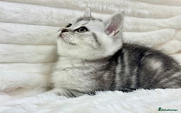 British Shorthair cats for sale: GCCF British short hair kittens for loving homes  - Image 11