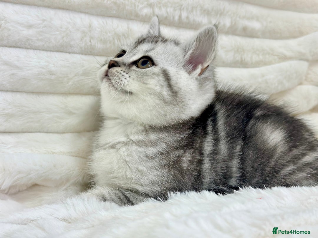British Shorthair cats for sale: GCCF British short hair kittens for loving homes  - Image 11