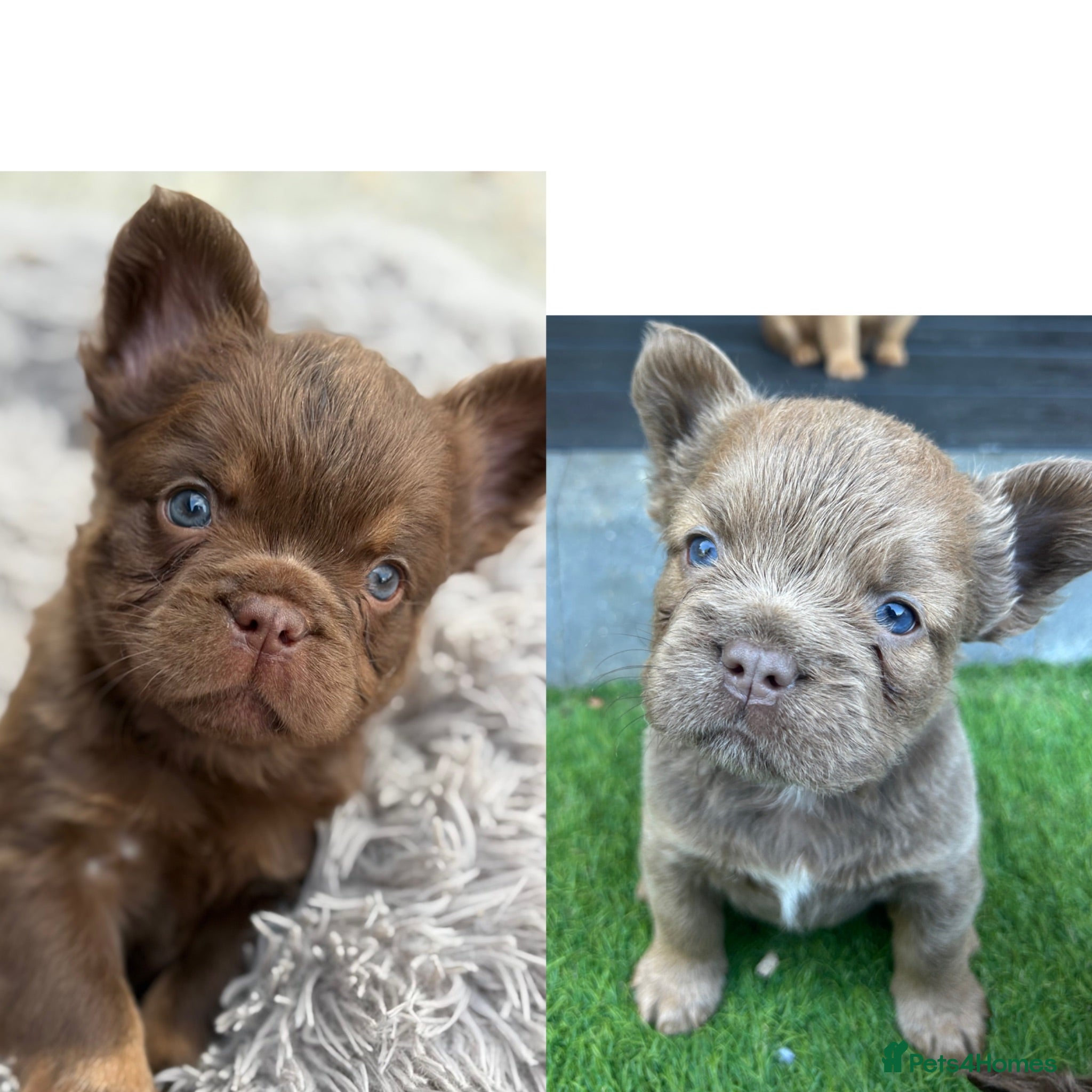 French Bulldog dogs Fluffy Frenchies  - Advert 1