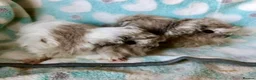 Guinea Pig rodents for sale: Baby Peruvian brothers  - Advert 2