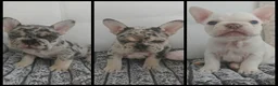 French Bulldog dogs for sale: Beautiful French Bulldog Puppies – Loving  Homes in Watford - Advert 9