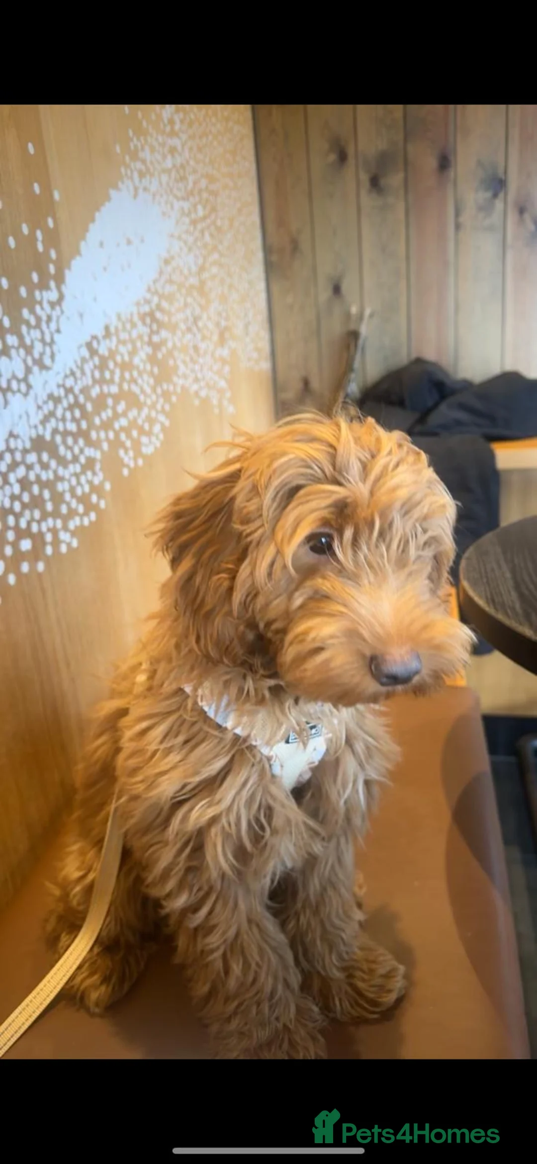 Cockapoo dogs for sale: 🐶 Cockapoo Puppy Looking for a Forever Home 🏡 - Advert 2