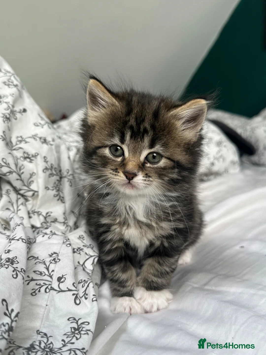 Scottish Fold cats for sale: 5 beautiful and loving Scottish Fold x DSH kittens - Advert 1