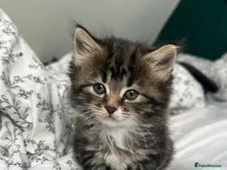 Scottish Fold cats 5 beautiful and loving Scottish Fold x DSH kittens - Advert 2