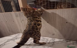 Bengal cats for sale: Tica reg. Bengal Kittens  - Image 4