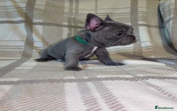 French Bulldog dogs for sale: Micro Frenchie Puppies – KC Registered - Image 24