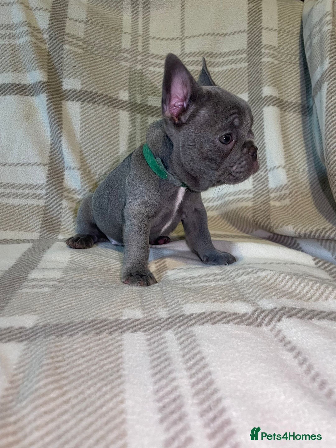 French Bulldog dogs for sale: Micro Frenchie Puppies – KC Registered - Image 24