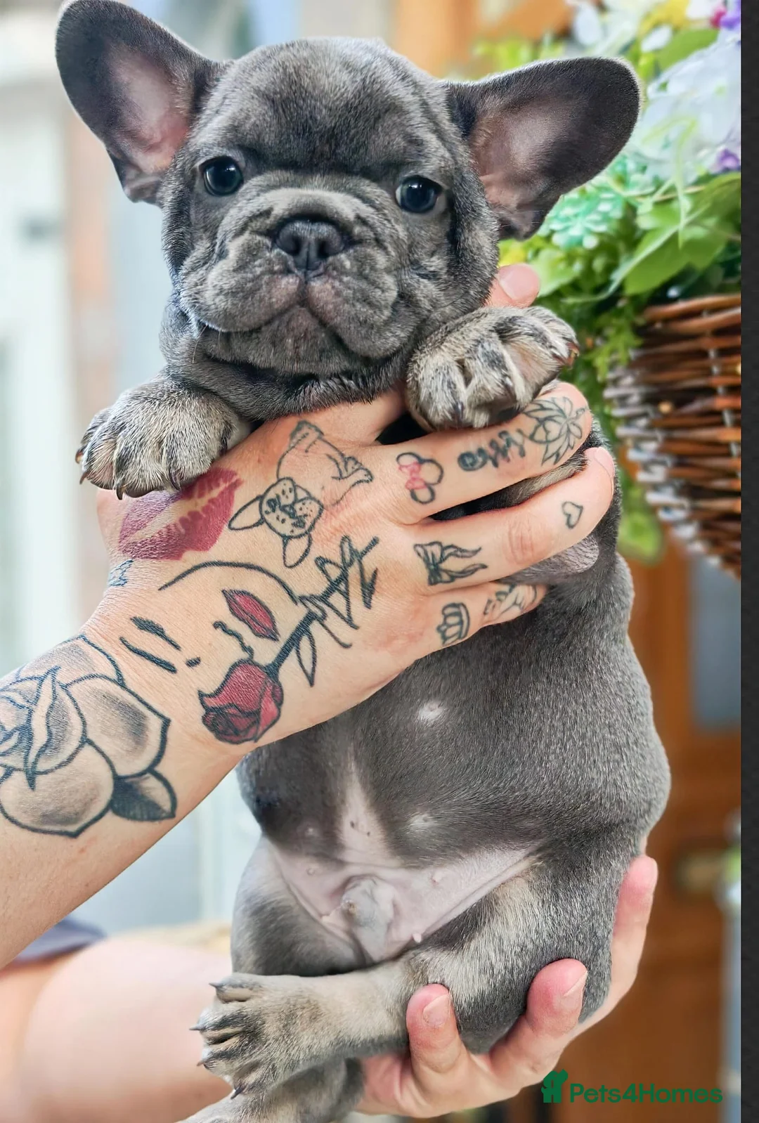 French Bulldog dogs for sale: French bulldog  - Advert 18