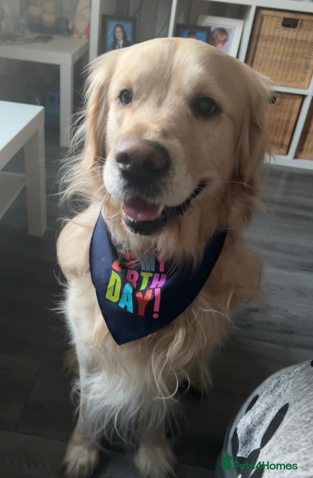 Golden Retriever dogs for sale: Golden retriever, 4 years old - Advert 2