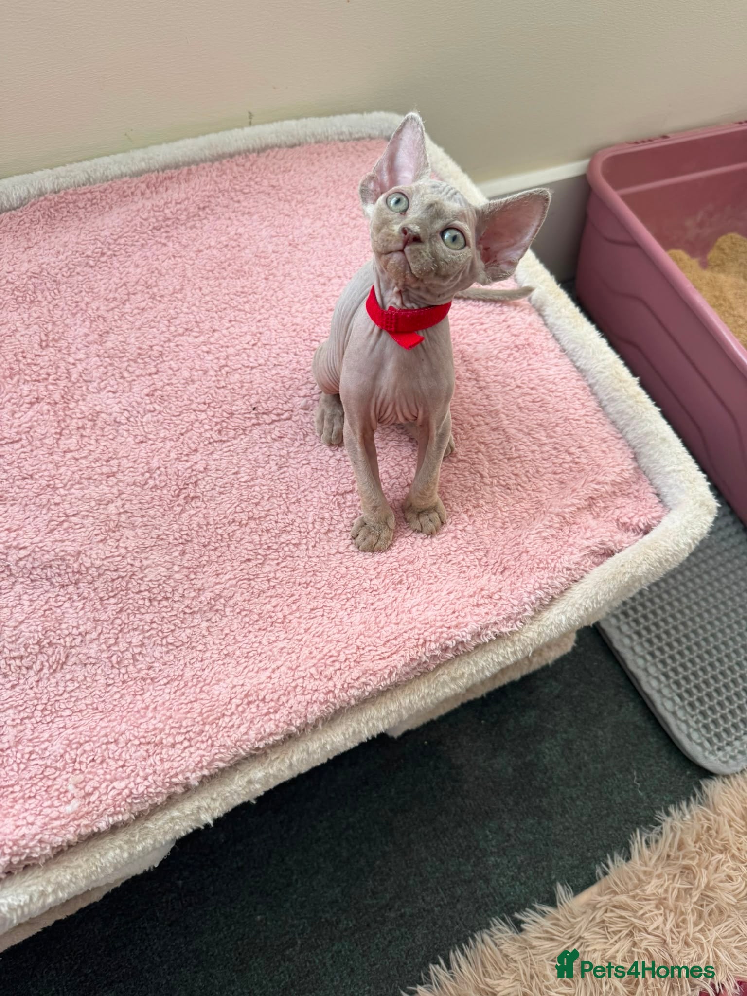 Devon Rex cats Price Reduced!TICARegisteredDevonRex lilac kittens - Advert 13