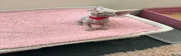 Devon Rex cats for sale: Price Reduced!TICARegisteredDevonRex lilac kittens - Advert 1