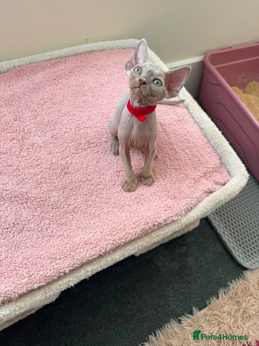 Devon Rex cats for sale: Price Reduced!TICARegisteredDevonRex lilac kittens - Advert 1