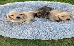 Miniature Dachshund dogs for sale: English Cream Mini Long Haired Dachshund  - Image 1