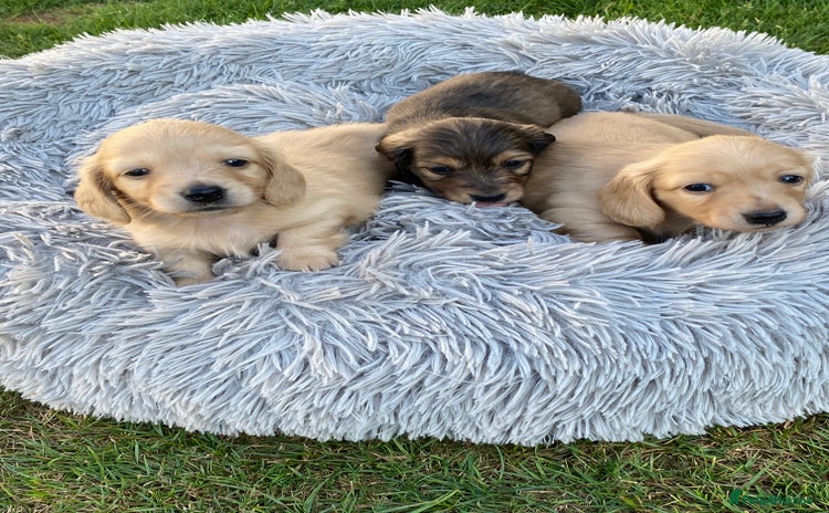Miniature Dachshund dogs - Advert 4