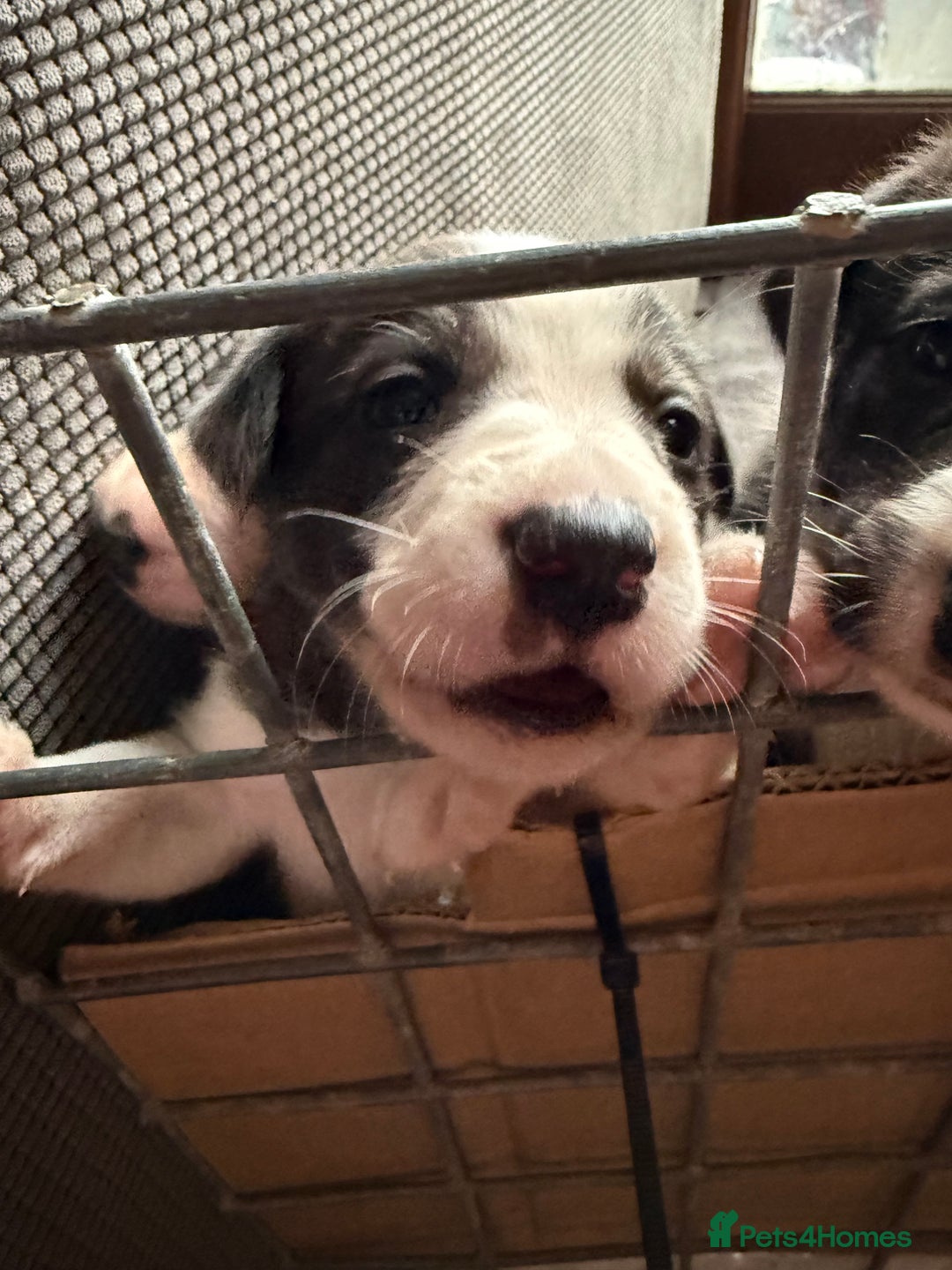 Border Collie dogs for sale: Border collie pups  - Image 1