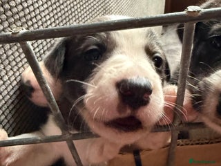 Border Collie dogs - Advert 23