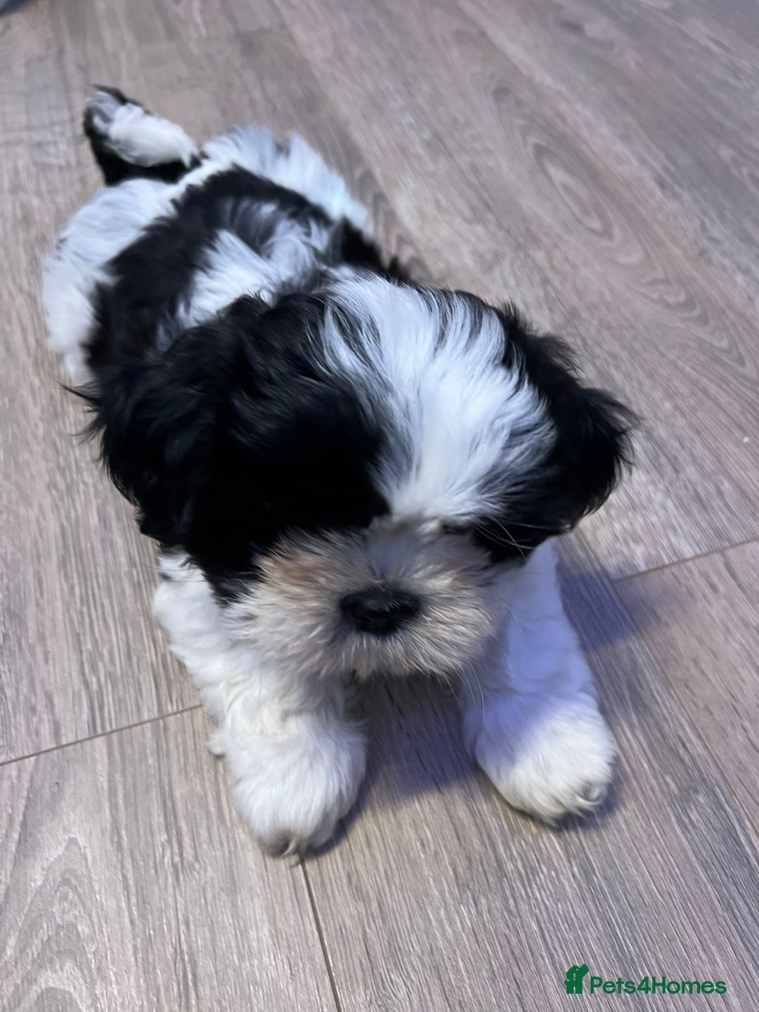 Shih Tzu dogs for sale: 4 adorable Shih Tzu for sale, 3 girls and 1 boy - Image 7