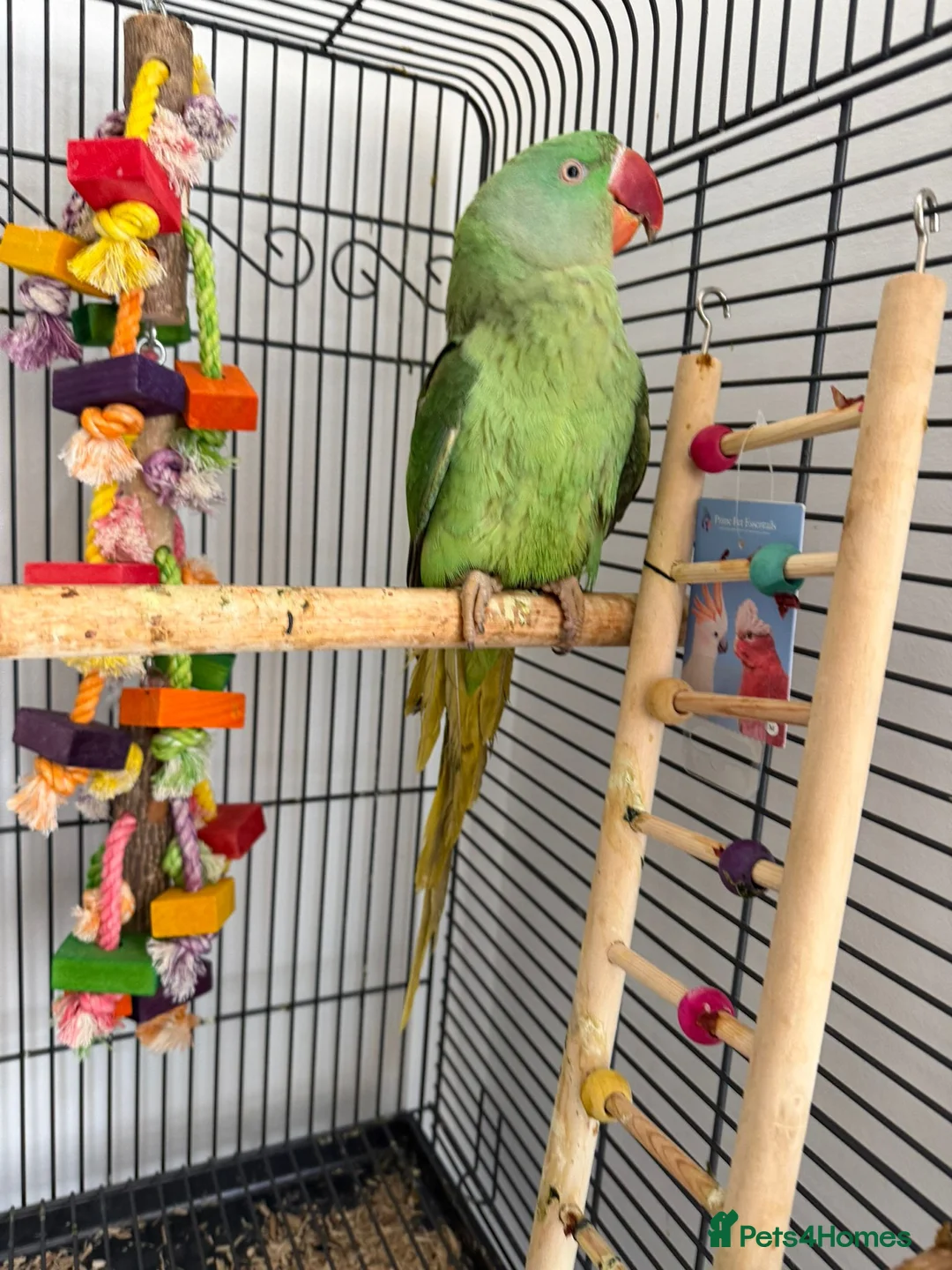 Parrots birds for sale: Alexandrine Parrot  in Birmingham - Advert 6