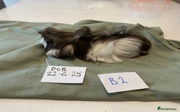 Guinea Pig rodents for sale: Lovely litter of funky haired Guinea pigs - Image 8
