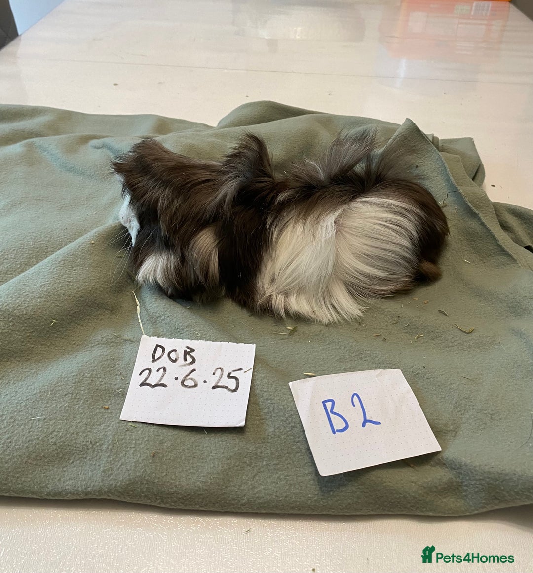 Guinea Pig rodents for sale: Lovely litter of funky haired Guinea pigs - Image 8