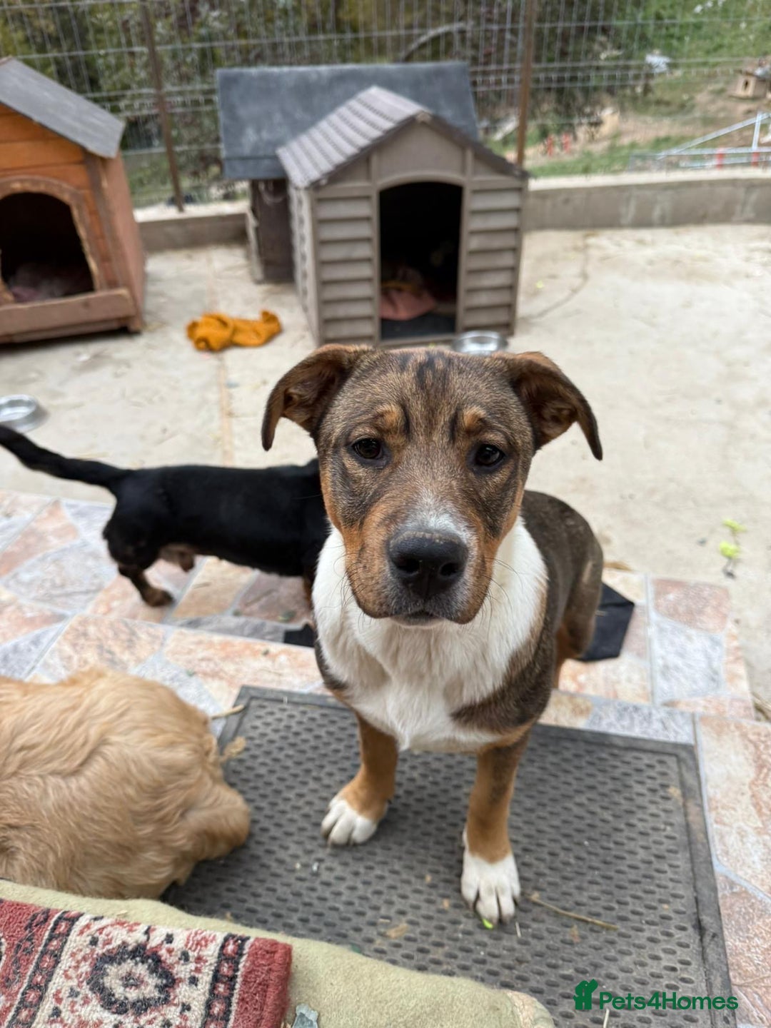 Mixed Breed dogs for adoption: Solstice is looking for a home - Advert 1