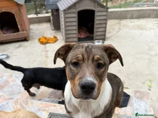 Mixed Breed dogs Solstice is looking for a home - Advert 23