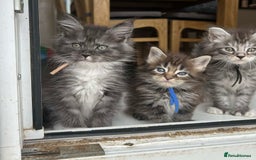 Maine Coon cats for sale: MAINE COON KITTENS SOME POLYDACTYL  - Image 22