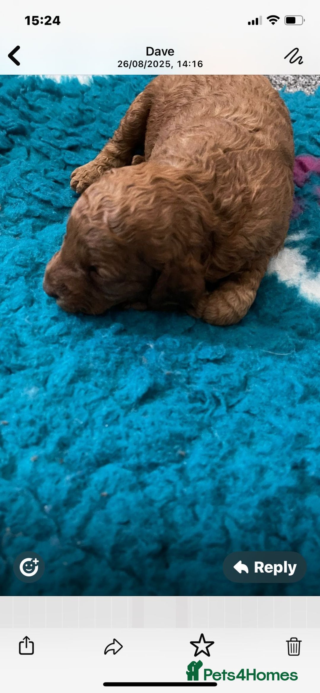 Cockapoo dogs for sale: Cockapoo - Image 14