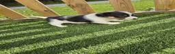 Jack Russell dogs for sale: Jack Russel Puppy - Advert 3