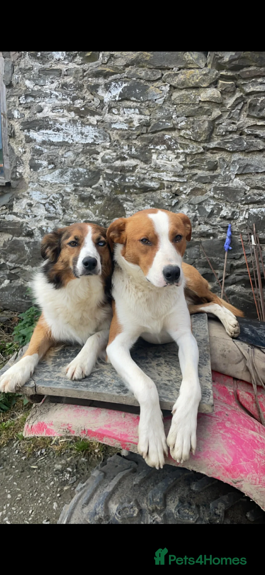 Welsh Collie dogs for sale: 4 welsh sheepdogs looking for their forever homes  - Advert 1