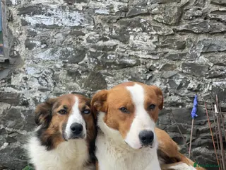 Welsh Collie dogs 4 welsh sheepdogs looking for their forever homes - Advert 11