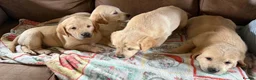 Labrador Retriever dogs for sale: Labrador X Golden retriever  - Advert 10