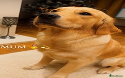 Golden Retriever dogs for sale: Kc Registered Golden retrievers puppies 🐶 - Image 11