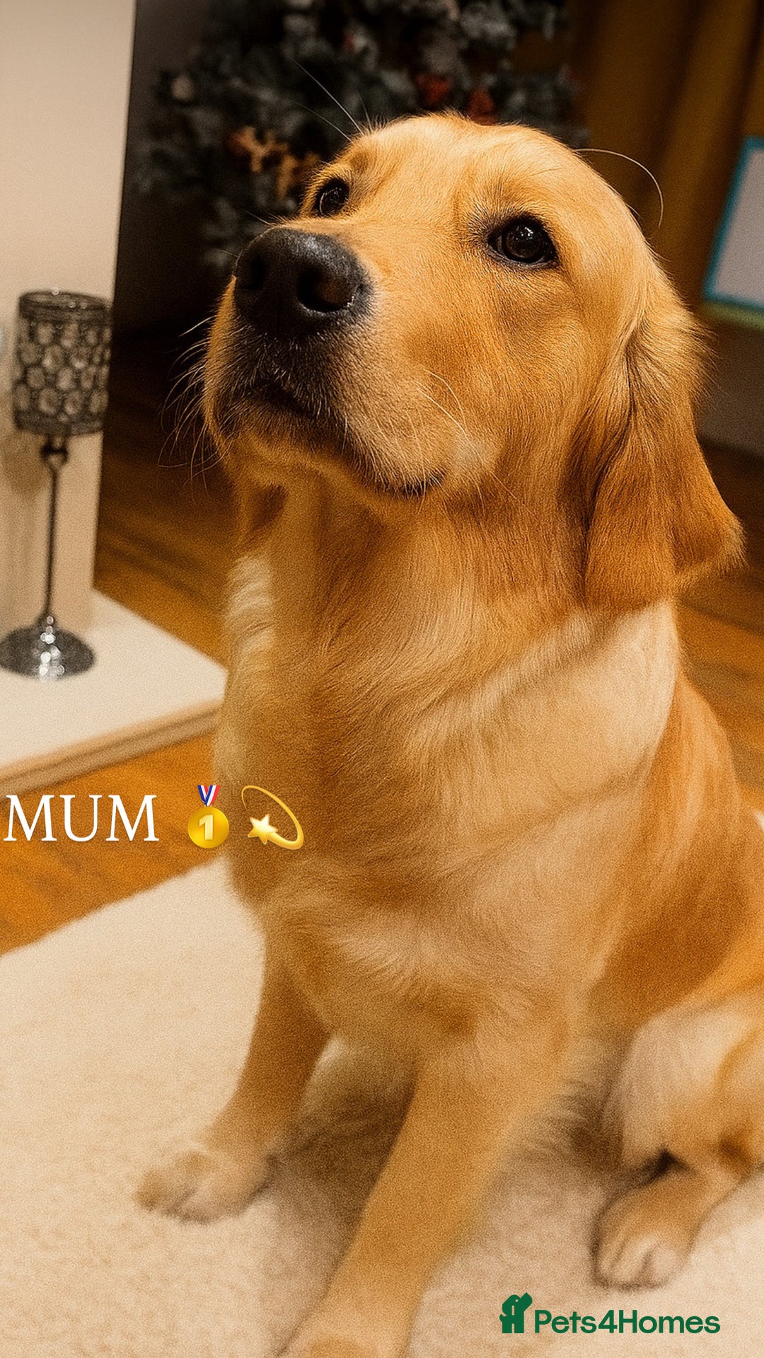 Golden Retriever dogs for sale: Kc Registered Golden retrievers puppies 🐶 - Image 11