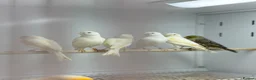Mixed Breed birds for sale: Canaries  - Advert 3