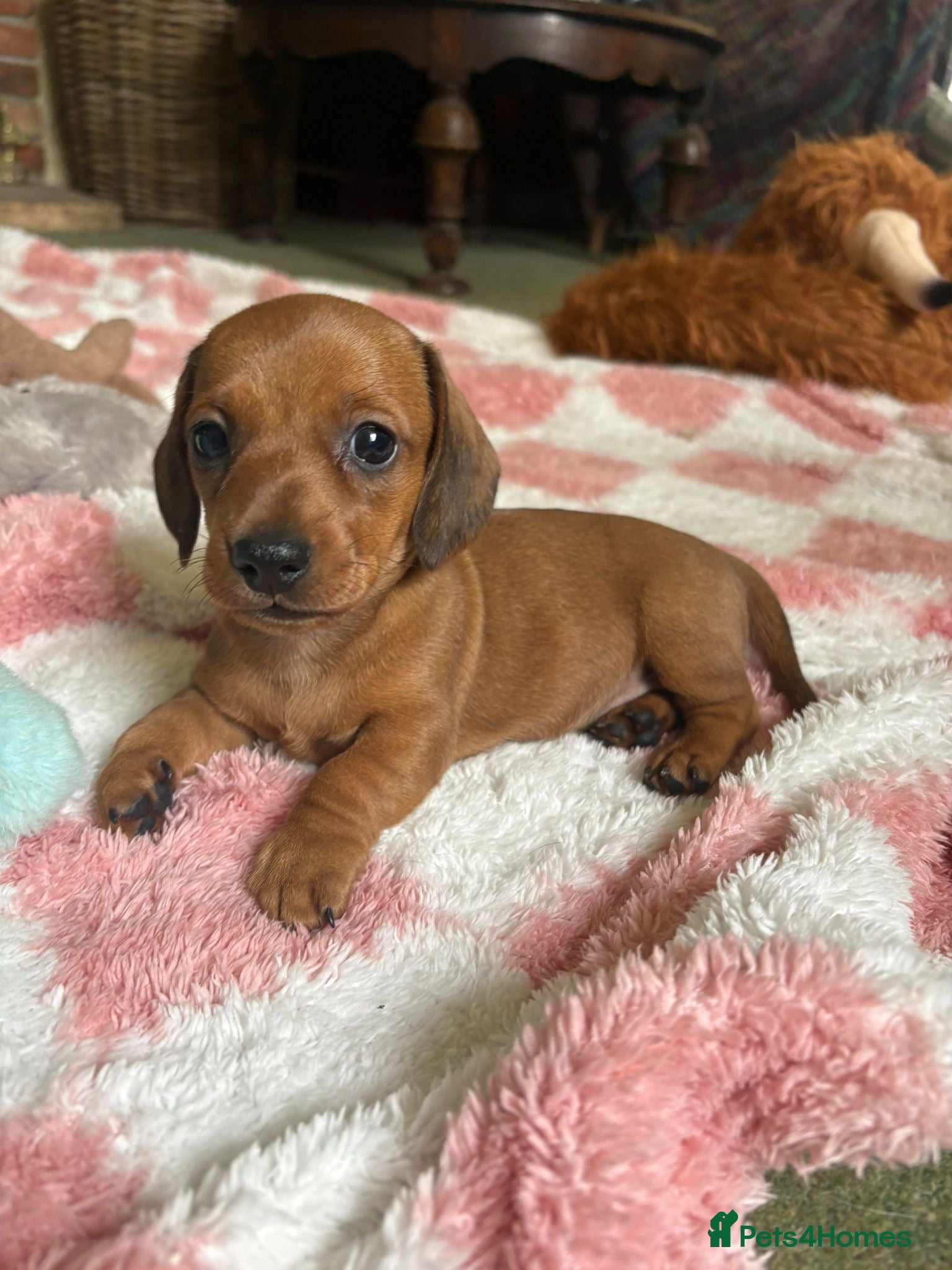 Miniature Dachshund dogs KC Miniature Dachshund Puppies For Sale - Advert 1
