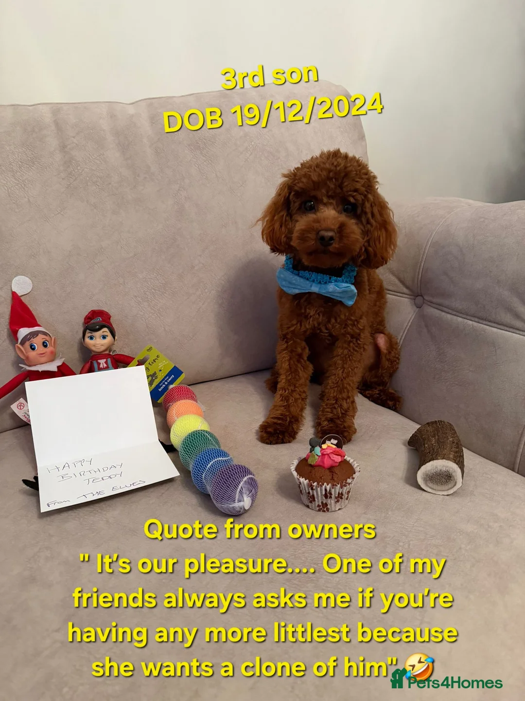 Cavapoo dogs for sale: 5x Asian Toy Poodle X Cavapoo Puppies  - Advert 18