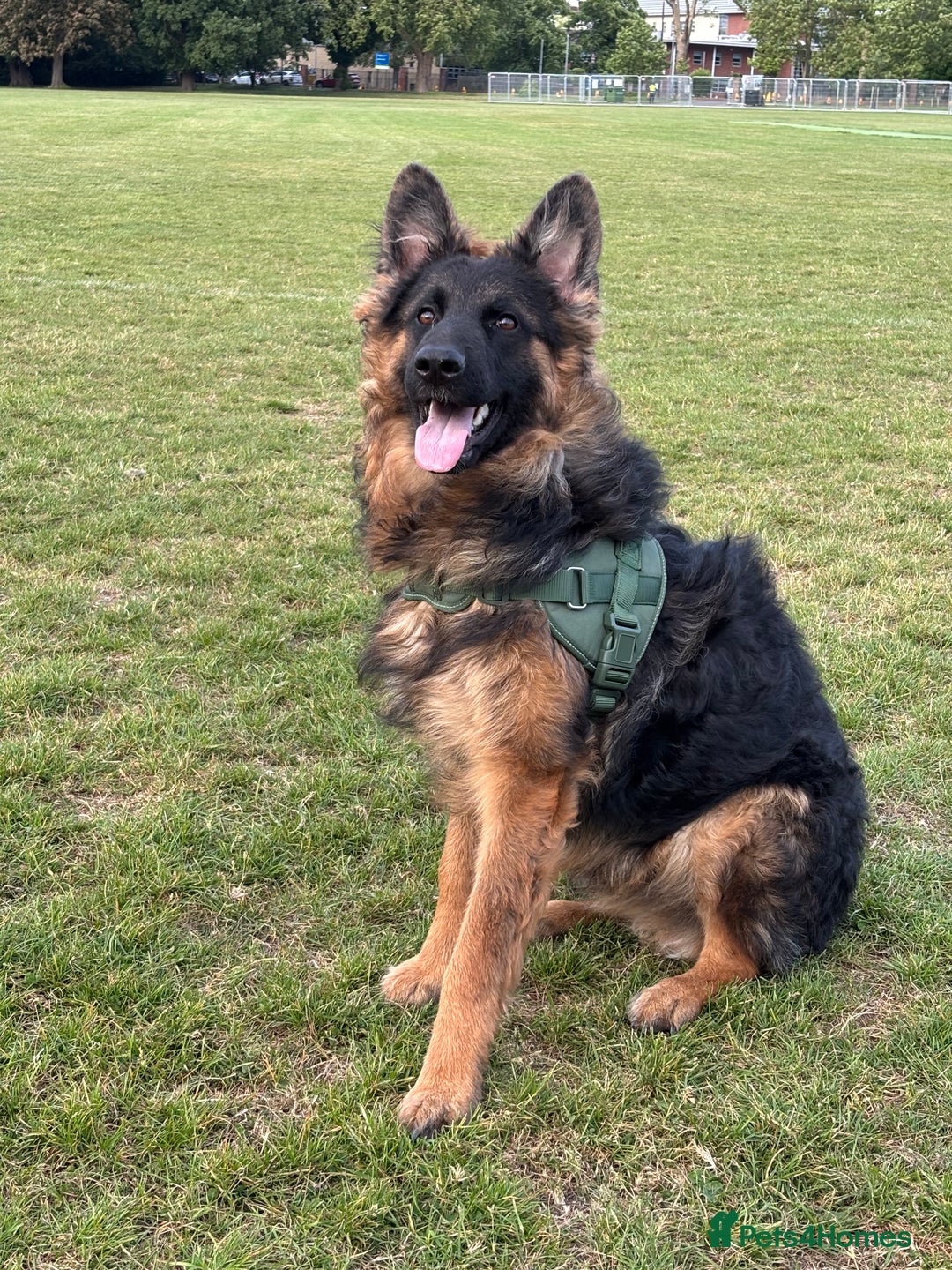 German Shepherd dogs for sale: Rehoming One-Year Old Male German Shepherd - Advert 9