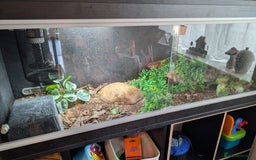 Python Snake reptiles for sale: Female Ball python & full set up included  - Image 7