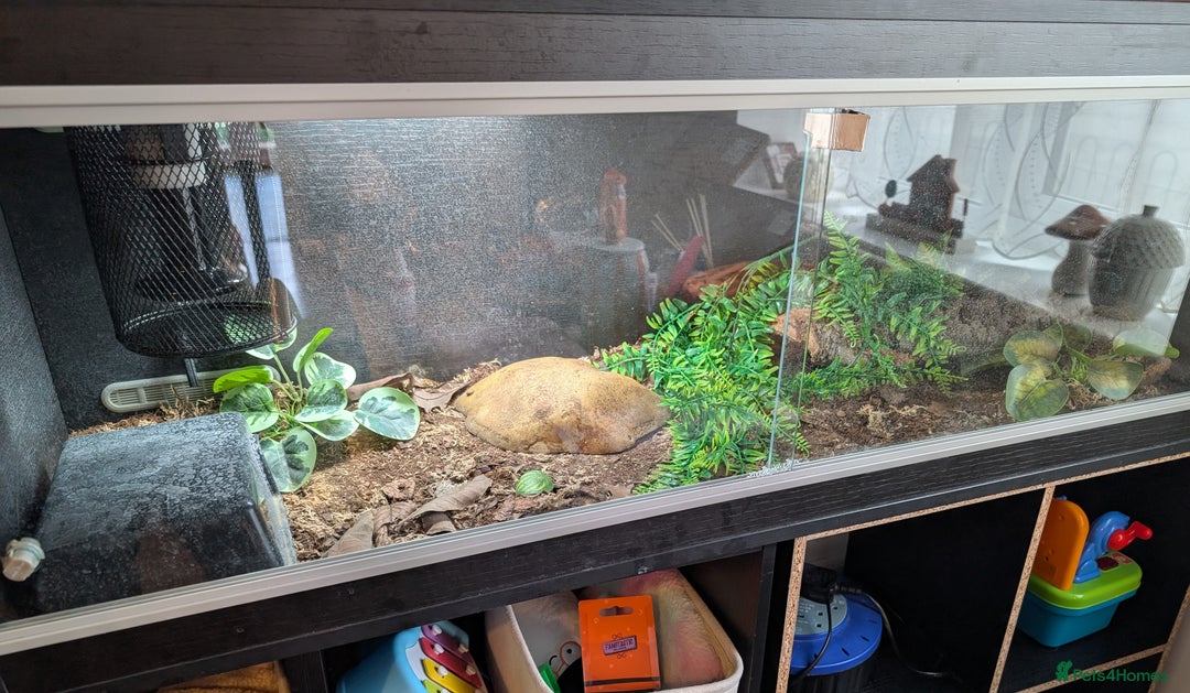 Python Snake reptiles for sale: Female Ball python & full set up included  - Image 7