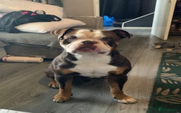 Olde English Bulldogge dogs for sale: Olde English Bulldogge - Image 2