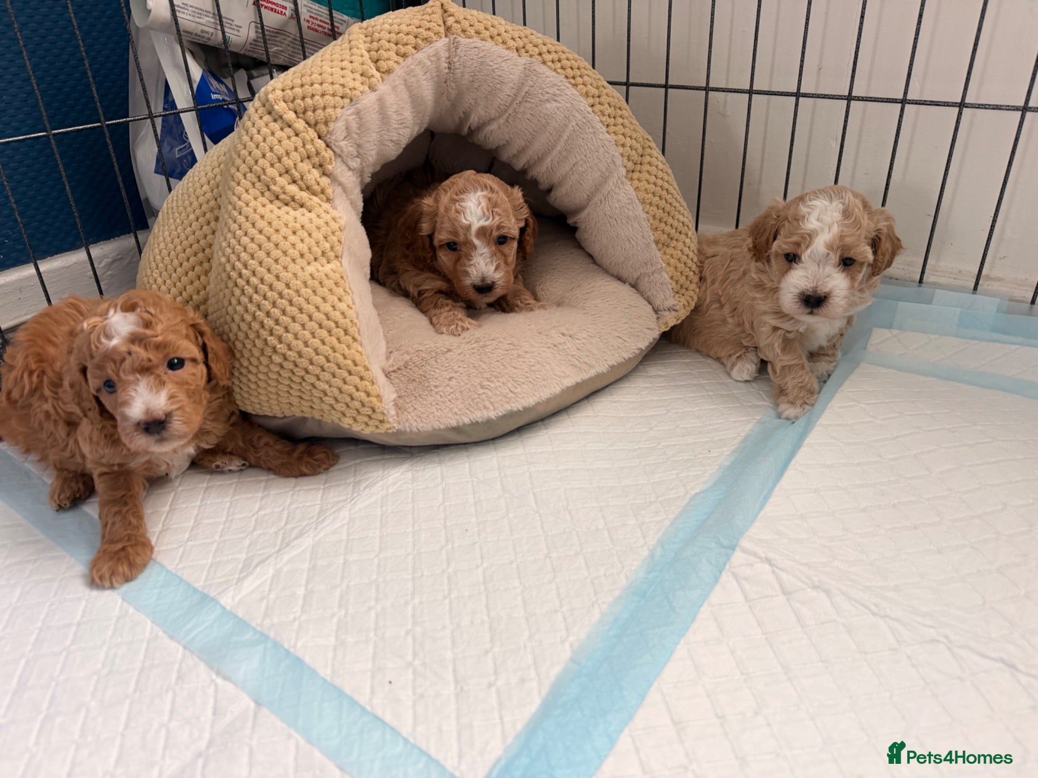 Maltipoo dogs Maltipoo F1B 🐩🐩🐩🐩 - Advert 2